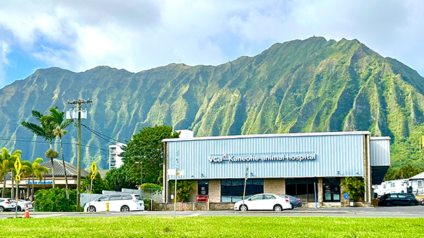 /-/media/2/vca/images/hospitals/united-states/hawaii/kaneohe/galleries/240x135_kaneohe_fah2.ashx